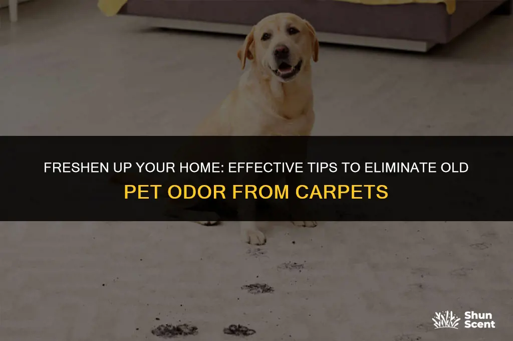 how to get rid of old pet odor in carpet