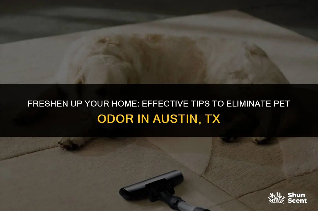 how to get rid of pet odor austin tx