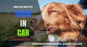 Freshen Up Your Ride: Effective Tips to Eliminate Pet Odor from Your Car