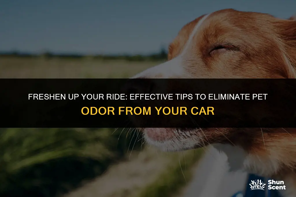how to get rid of pet odor in car