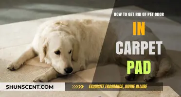 Freshen Up Your Home: Ultimate Guide to Removing Pet Odor from Carpet Pads