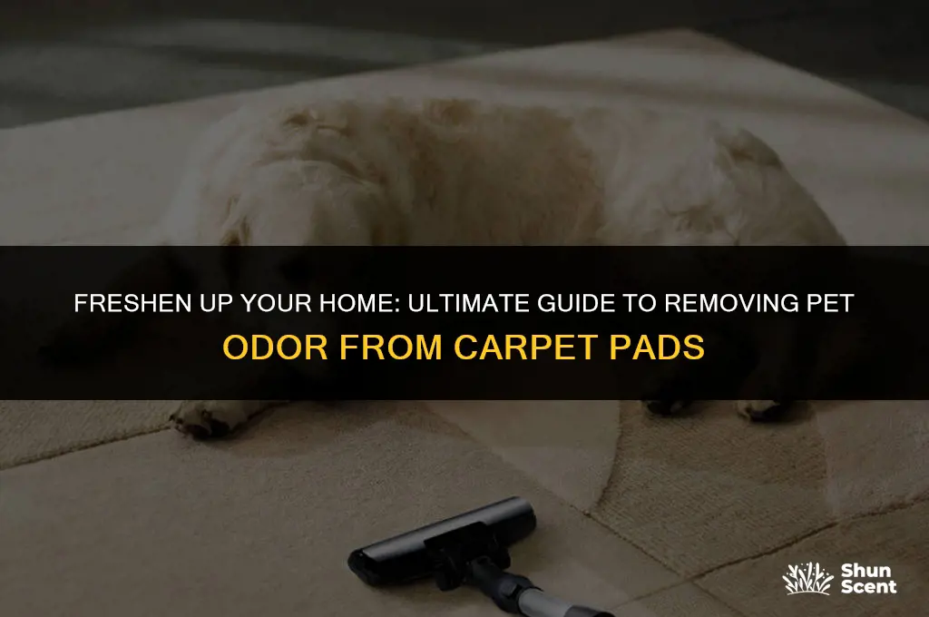 how to get rid of pet odor in carpet pad