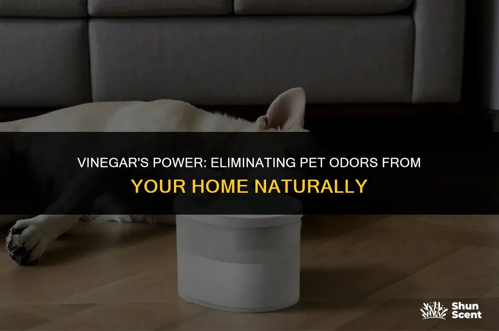 how to get rid of pet odor in house vinegar