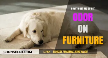 Freshen Up Your Home: Effective Tips to Eliminate Pet Odor from Furniture