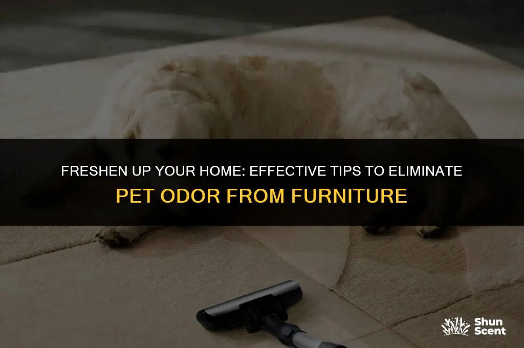 how to get rid of pet odor on furniture