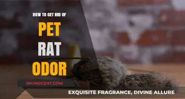 Effective Strategies to Eliminate Pet Rat Odor from Your Home