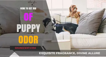 Freshen Up Your Home: A Guide to Eliminating Puppy Odors