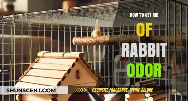 Freshen Up Your Space: Effective Tips to Eliminate Rabbit Odor