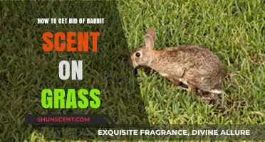 Effective Ways to Eliminate Rabbit Odor from Your Lawn