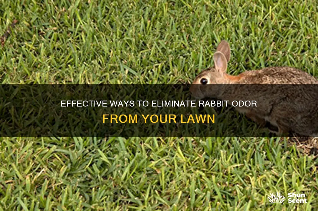 how to get rid of rabbit scent on grass