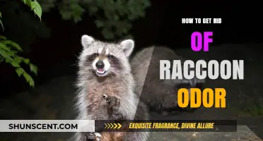 Eliminating Raccoon Odor: A Comprehensive Guide for Homeowners