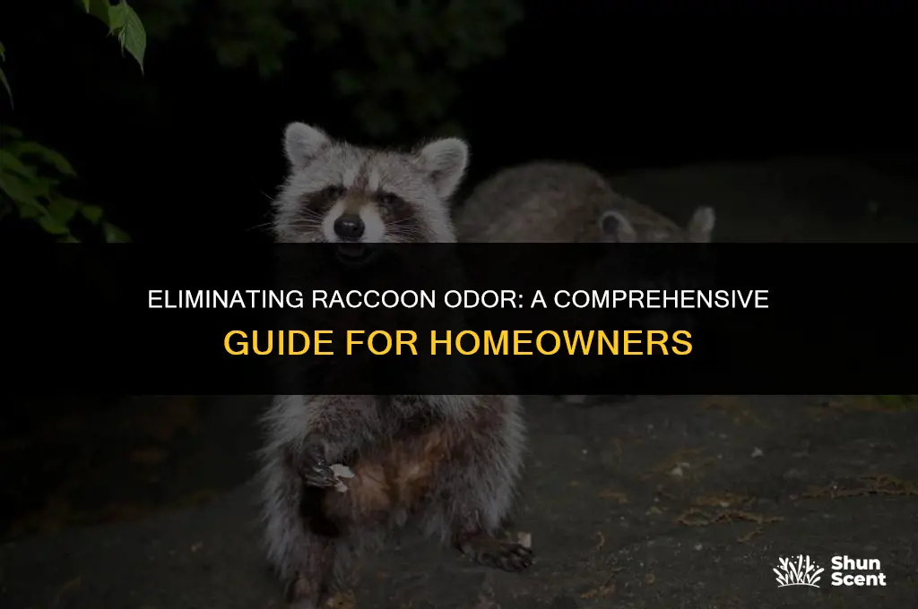 how to get rid of raccoon odor