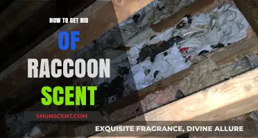 Effective Ways to Eliminate Raccoon Odor from Your Home and Yard