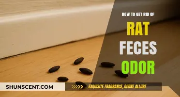 Effective Ways to Eliminate Rat Feces Odor: A Comprehensive Guide