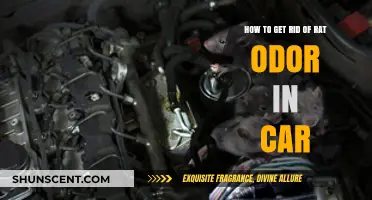 Eliminating Pesky Rat Odors from Your Car: A Comprehensive Guide
