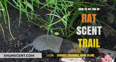 Eliminate Rat Scent Trails: Effective Methods to Deter Rodents Fast