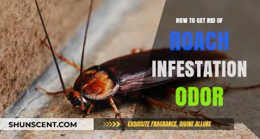 Eliminate Roach Infestation Odor: A Comprehensive Guide