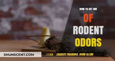 Effective Ways to Eliminate Rodent Odors from Your Home