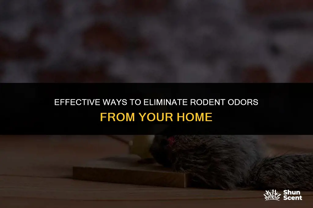 how to get rid of rodent odors