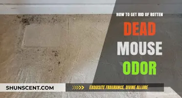 Eliminate Rotten Dead Mouse Smell: Effective Odor Removal Tips
