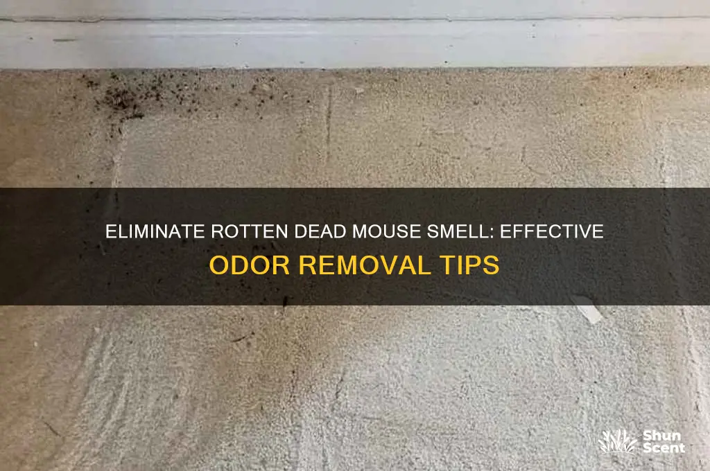 how to get rid of rotten dead mouse odor