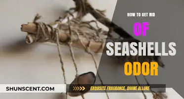 Eliminate Seashell Odor: Simple Tips for Fresh-Smelling Shells