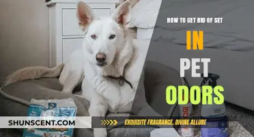Eliminate Stubborn Pet Odors: Proven Tips for a Fresh-Smelling Home