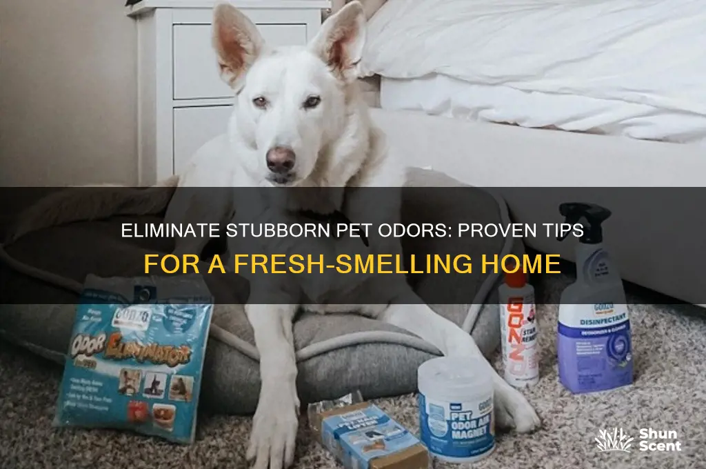 how to get rid of set in pet odors