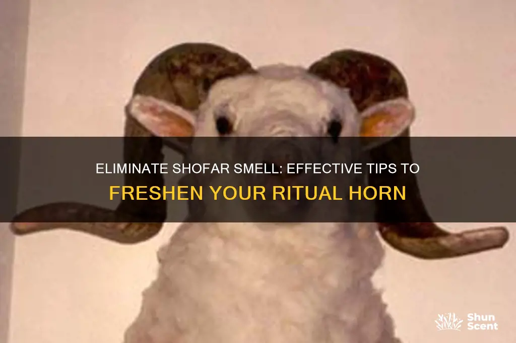 how to get rid of shofar odor