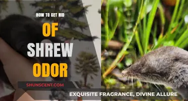 Effective Ways to Eliminate Persistent Shrew Odor from Your Home