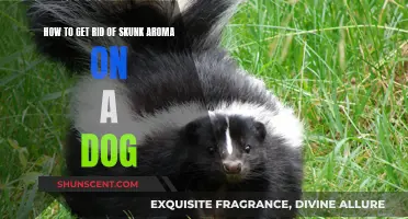 Eliminating Skunk Odor from Your Dog: Effective Strategies