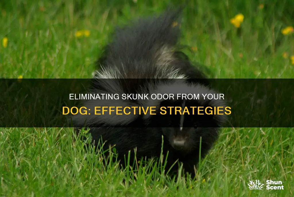 how to get rid of skunk aroma on a dog