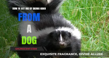 Effective Ways to Remove Skunk Smell from Your Dog Fast