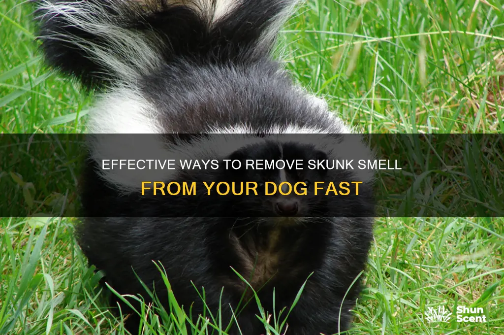 how to get rid of skunk odor from a dog