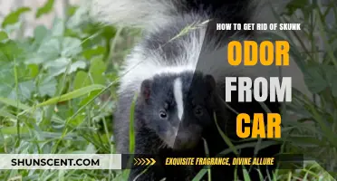 Effective Ways to Eliminate Skunk Smell from Your Car Fast