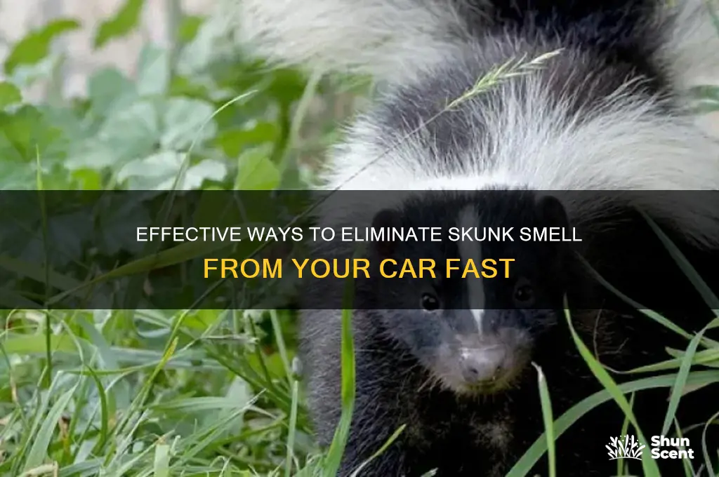 how to get rid of skunk odor from car