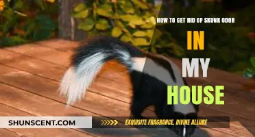 Effective Ways to Eliminate Skunk Smell from Your Home Fast