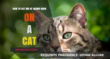 Effective Ways to Eliminate Skunk Odor from Your Cat Safely