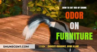 Effective Ways to Eliminate Skunk Smell from Your Furniture