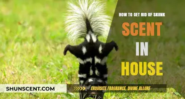 Effective Ways to Eliminate Skunk Odor from Your Home Fast