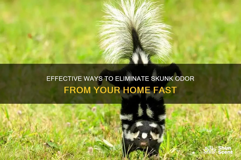 how to get rid of skunk scent in house