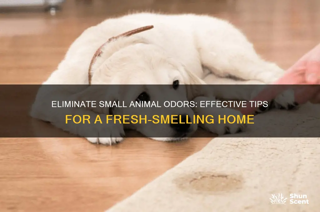 how to get rid of small animal odor