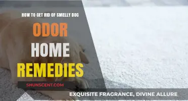 Eliminate Dog Odor Naturally: Effective Home Remedies for a Fresh Home