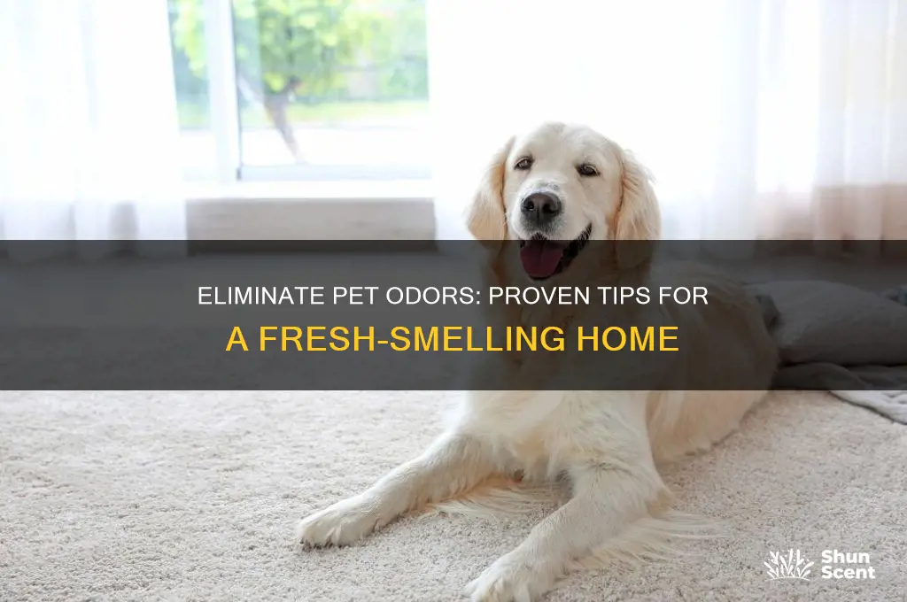 how to get rid of smelly pet odors