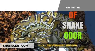 Effective Ways to Eliminate Persistent Snake Odor from Your Space