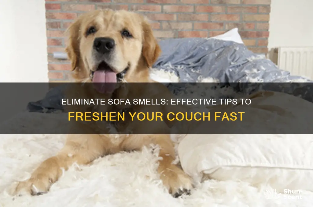 how to get rid of sofa odor