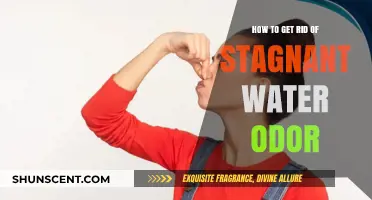 Eliminate Stagnant Water Smells: Effective Tips for Fresh Air Indoors