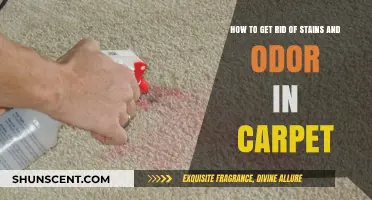 Effective Carpet Cleaning Tips: Remove Stains and Odors Easily