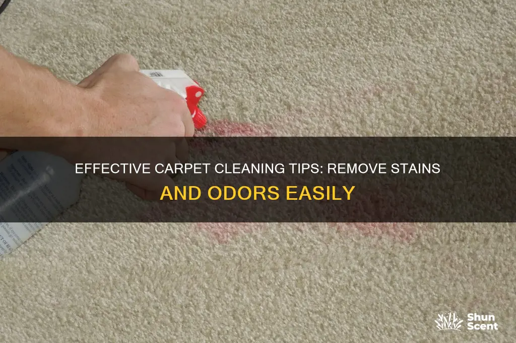 how to get rid of stains and odor in carpet