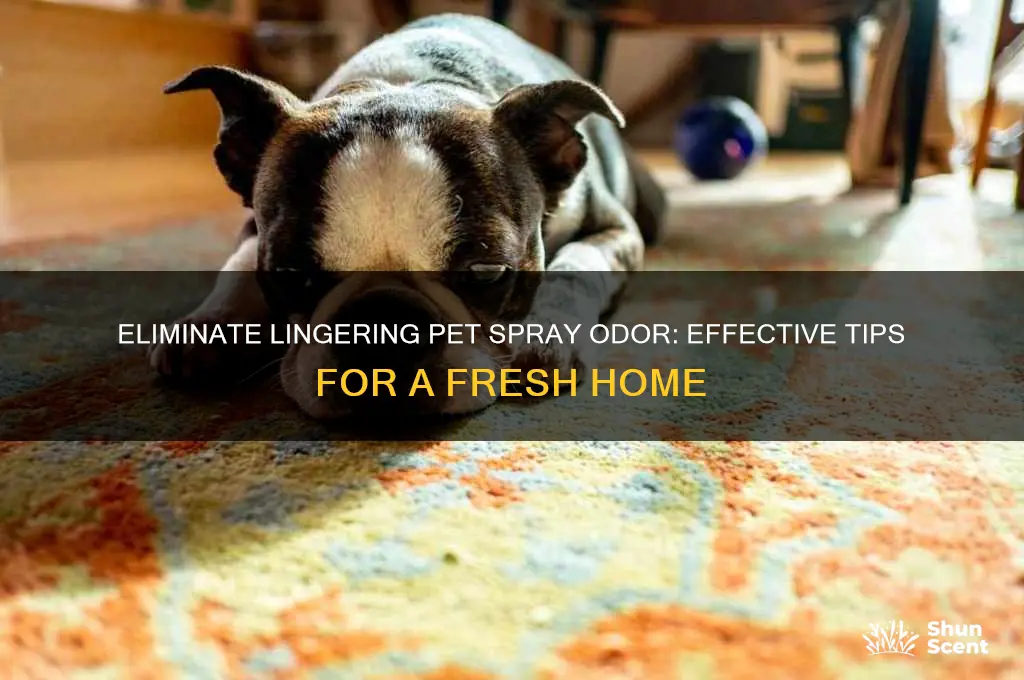 how to get rid of stale pet spray scent